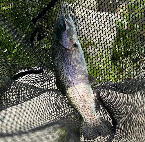 ニジマスの釣果