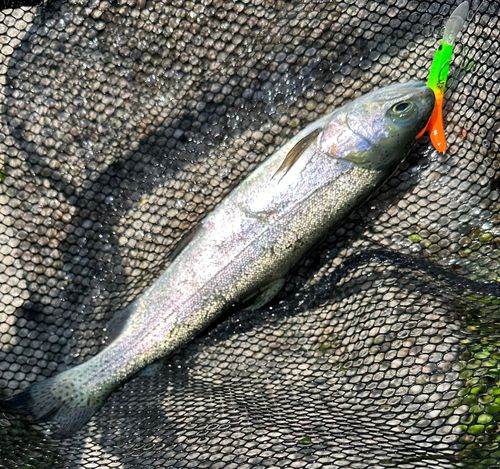 サクラマスの釣果