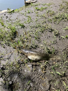 ナマズの釣果