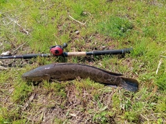 ライギョの釣果