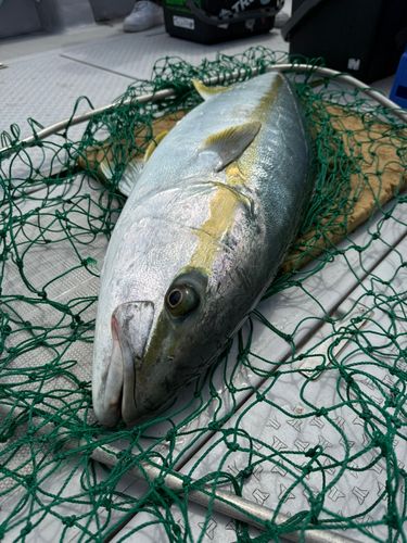 ヒラマサの釣果