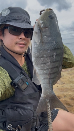 メジナの釣果
