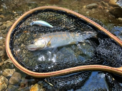 アマゴの釣果