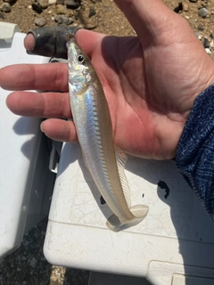 キスの釣果