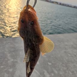 マゴチ