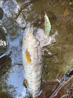 ヤマメの釣果