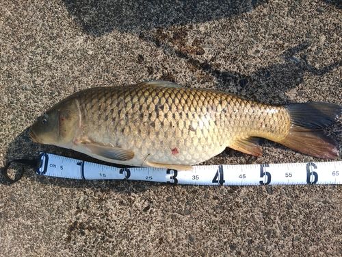 コイの釣果