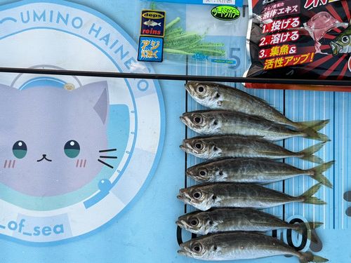 マアジの釣果