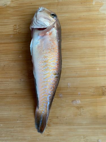 シロアマダイの釣果