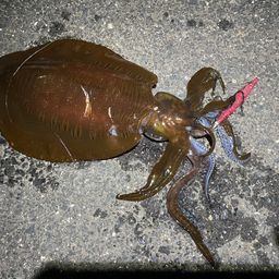 アオリイカ