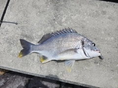 キビレの釣果