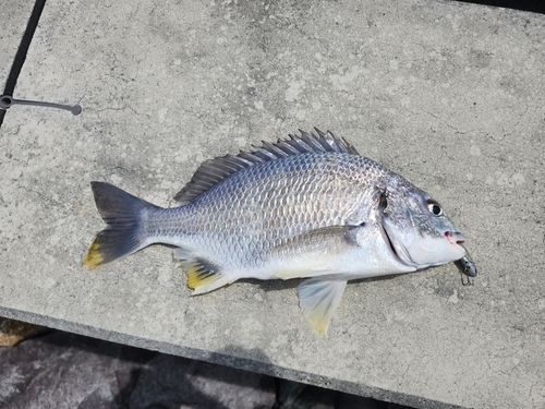 キビレの釣果
