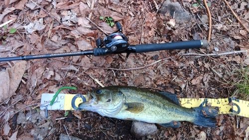 ラージマウスバスの釣果