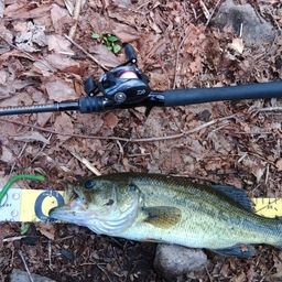 ラージマウスバス