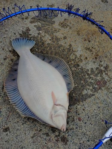 クロガシラガレイの釣果