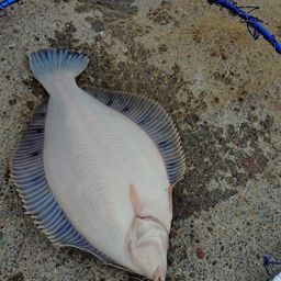 クロガシラガレイ