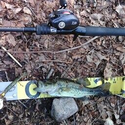 ラージマウスバス