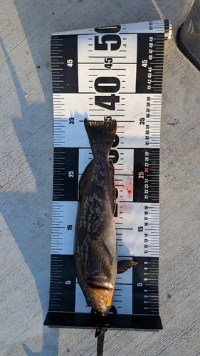 アイナメの釣果