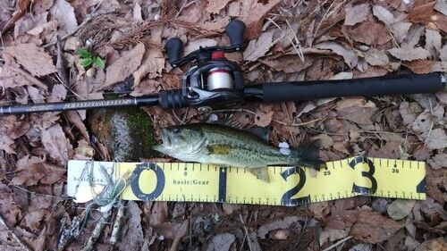 ラージマウスバスの釣果