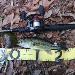 ラージマウスバス