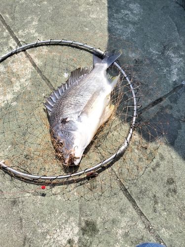 キビレの釣果