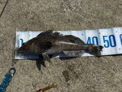 アイナメの釣果