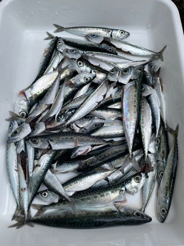サバの釣果