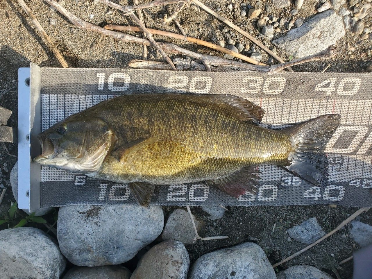 スモールマウスバス