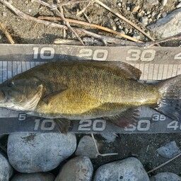 スモールマウスバス