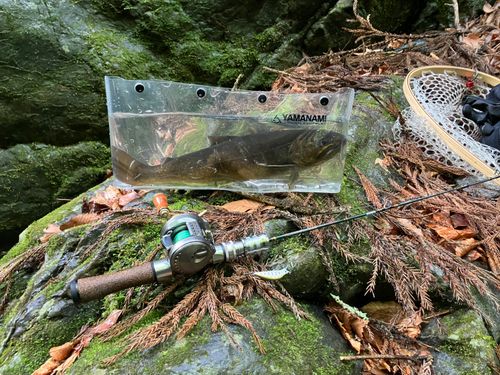 イワナの釣果