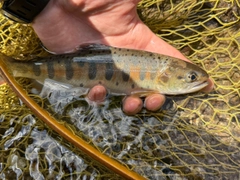 ヤマメの釣果