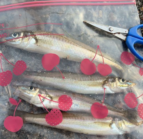 キスの釣果