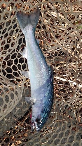 サクラマスの釣果