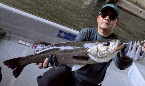シーバスの釣果