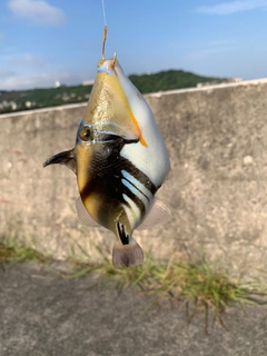 ムラサメモンガラの釣果