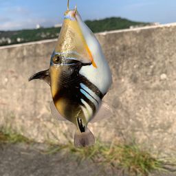 ムラサメモンガラ