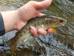 ヤマメの釣果