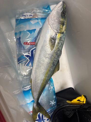 ヤズの釣果