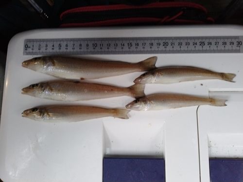 シロギスの釣果