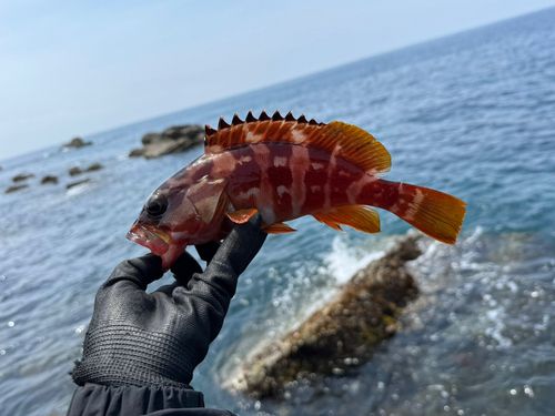 アカハタの釣果