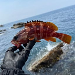 アカハタ