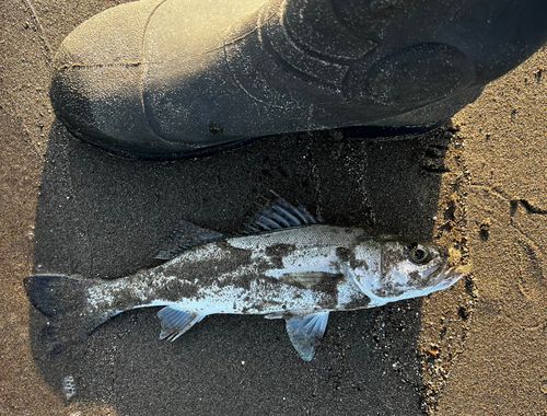 セイゴ（マルスズキ）の釣果