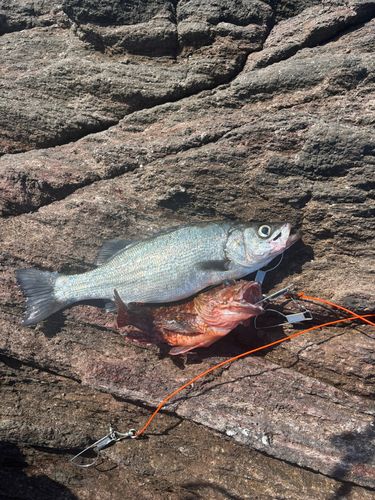セッパ（ヒラスズキ）の釣果