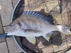 キビレの釣果