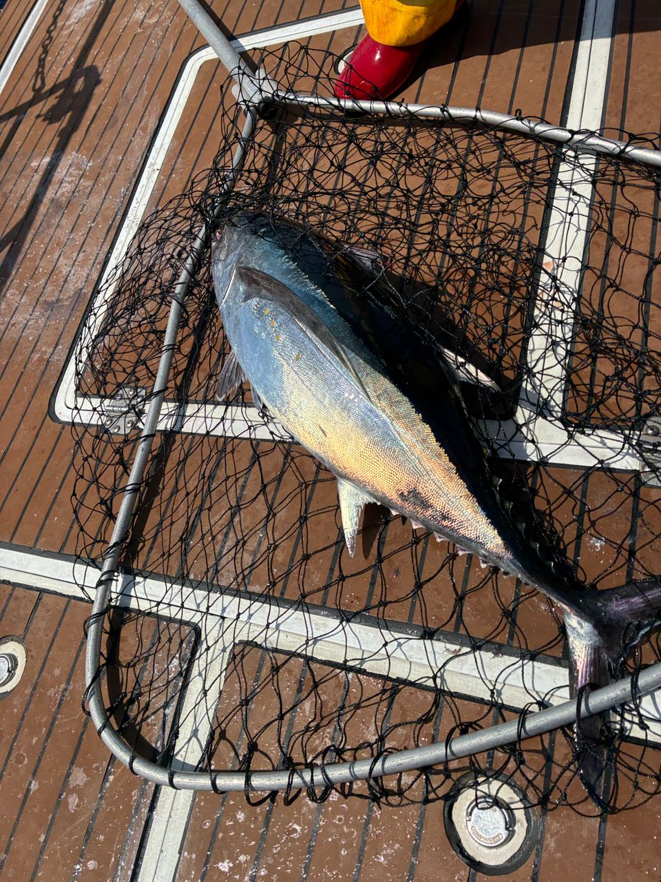 ビンチョウマグロ