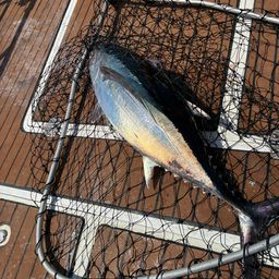 ビンチョウマグロ