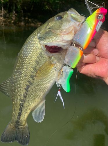 ラージマウスバスの釣果