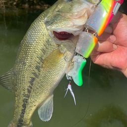 ラージマウスバス