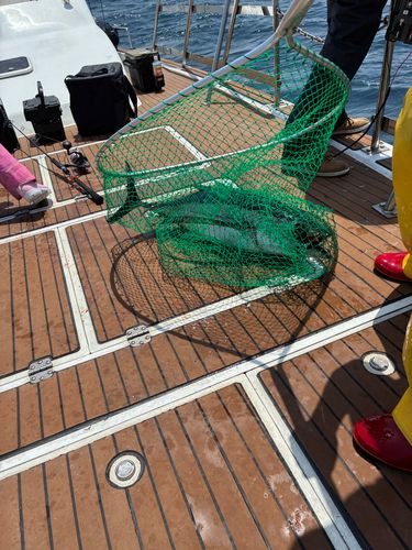 ビンチョウマグロの釣果