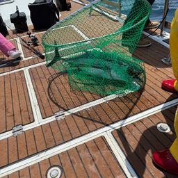 ビンチョウマグロ